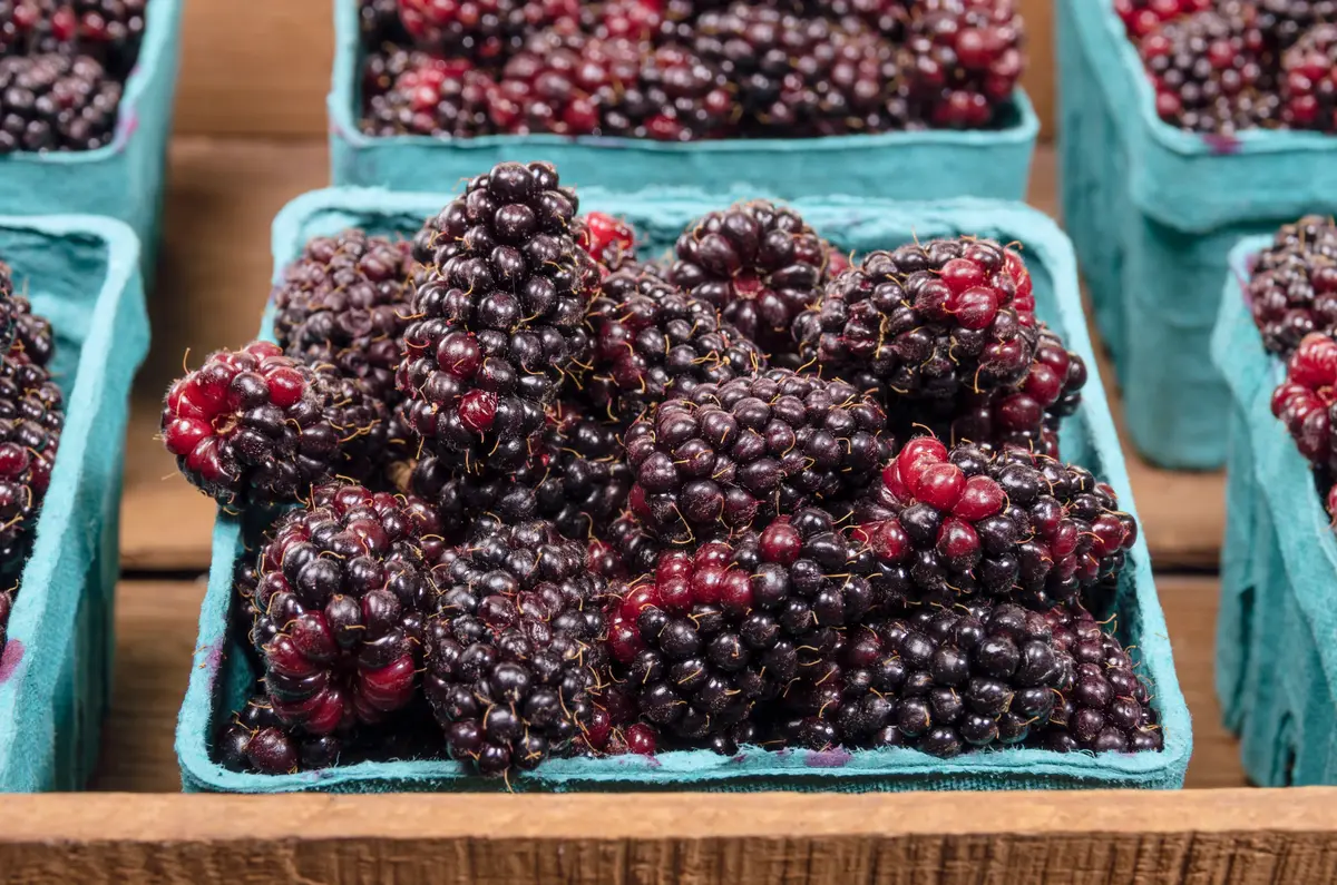 Marionberry