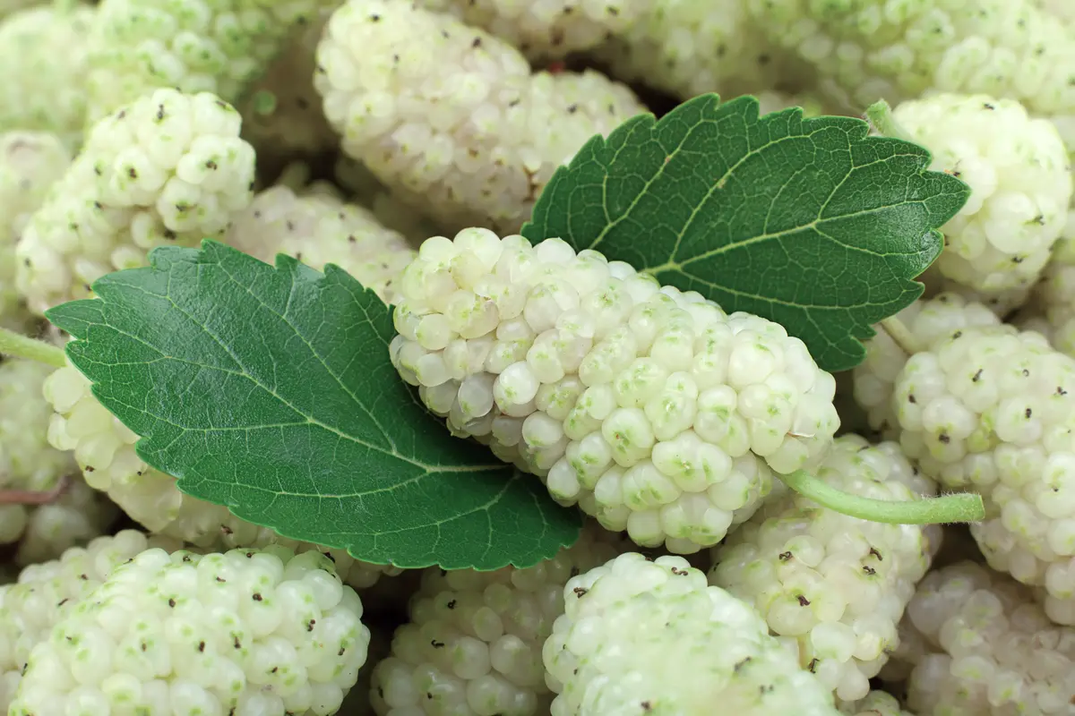 White Mulberry Tree