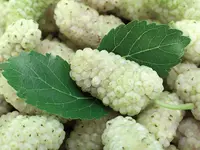 White Mulberry Tree