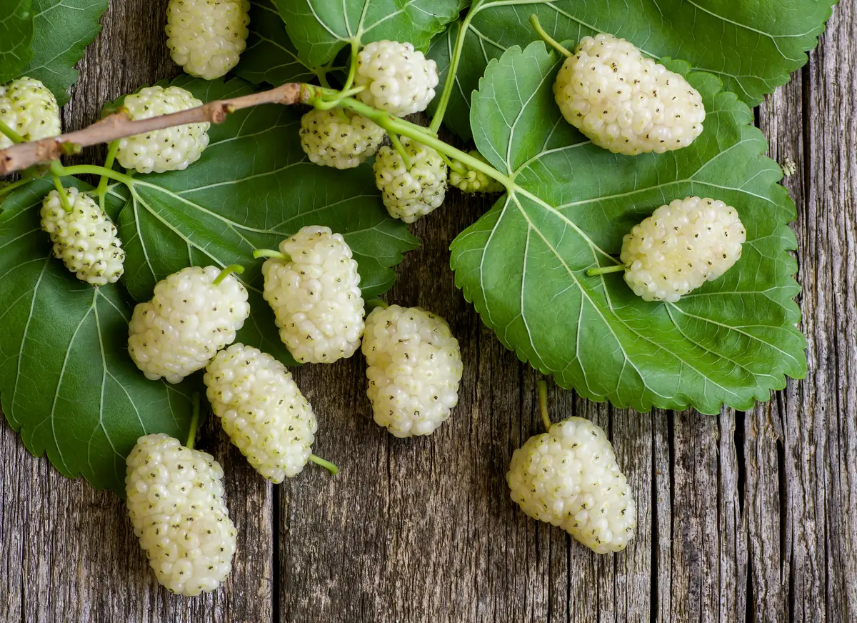White Mulberry Tree
