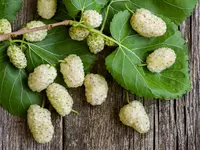 White Mulberry Tree