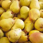 Fan-Stil Pear Tree