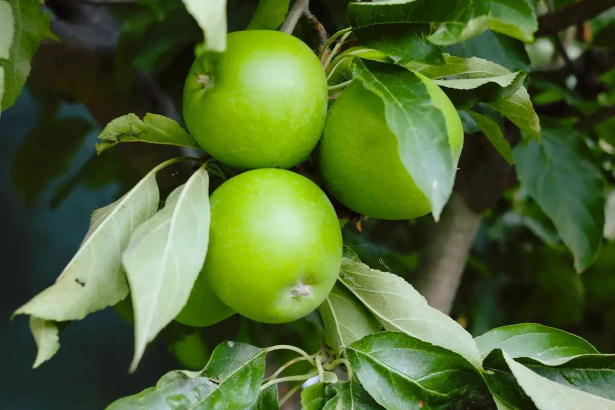 Granny Smith Apple Tree