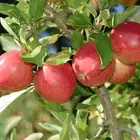 Braeburn Apple Tree