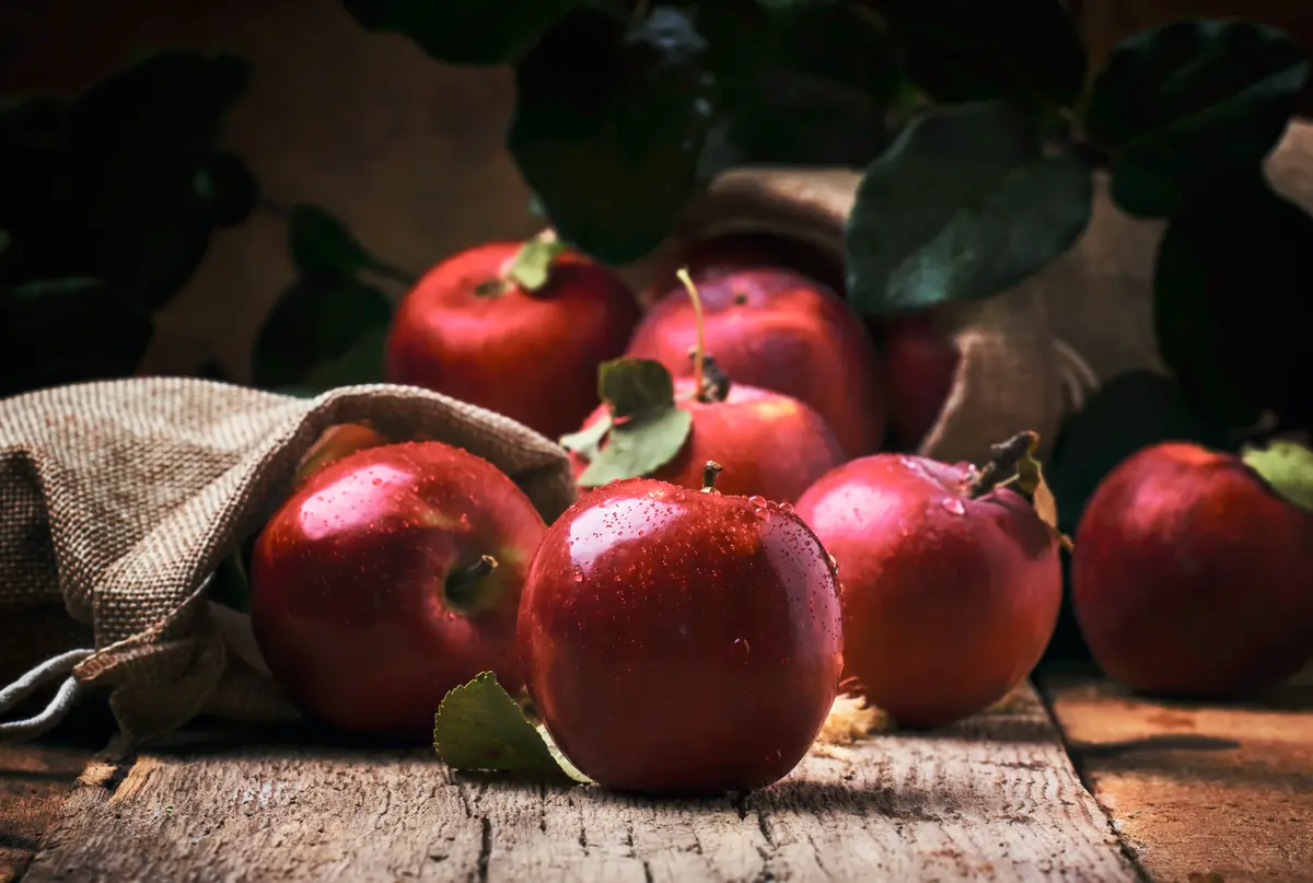 Arkansas Black Apple Tree Arkansas Black Apple Tree