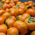 Fuyu Persimmon Tree