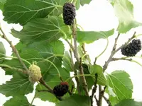 Black Beauty Mulberry Tree