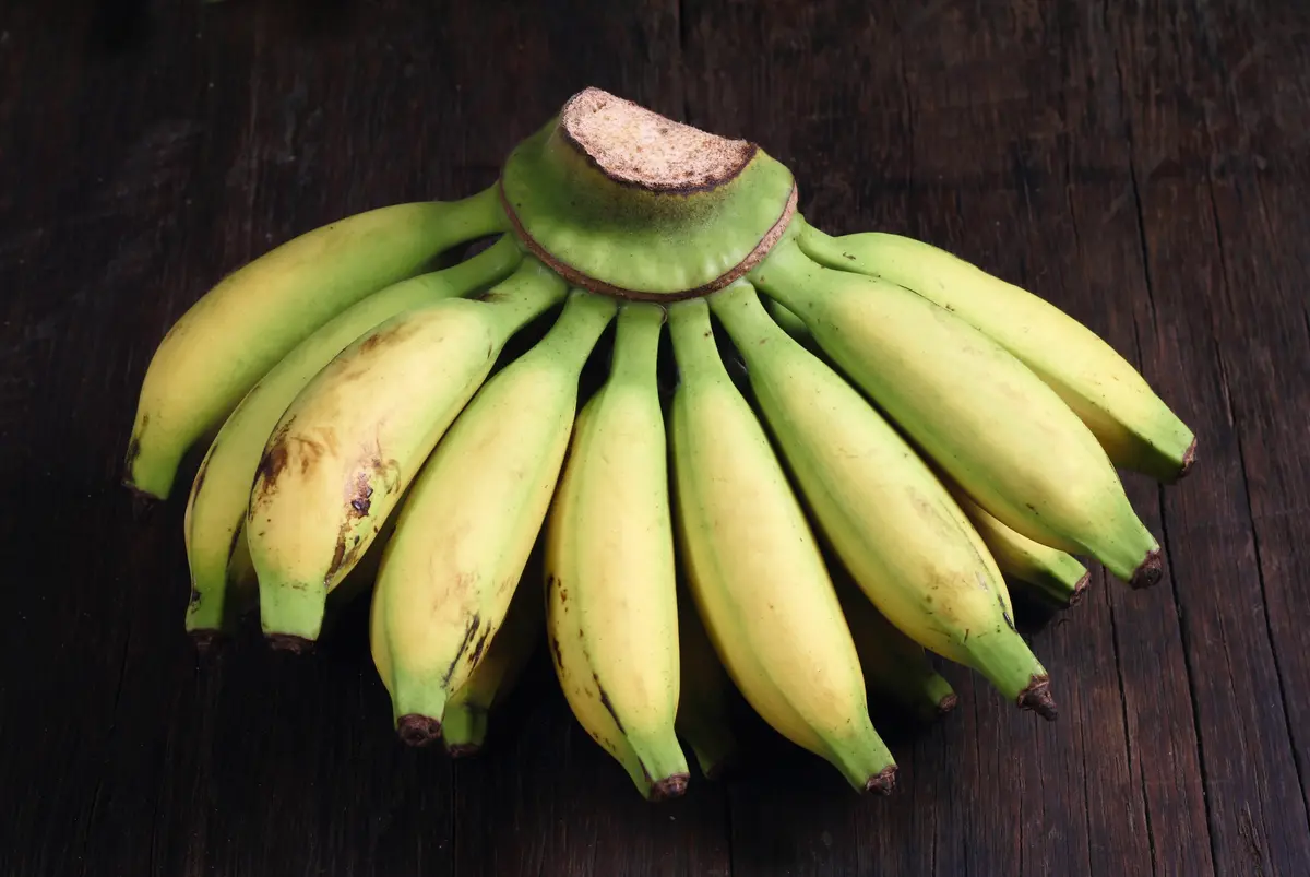 Lady Finger Banana Plant Lady Finger Banana Plant