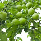 Persian Green Plum