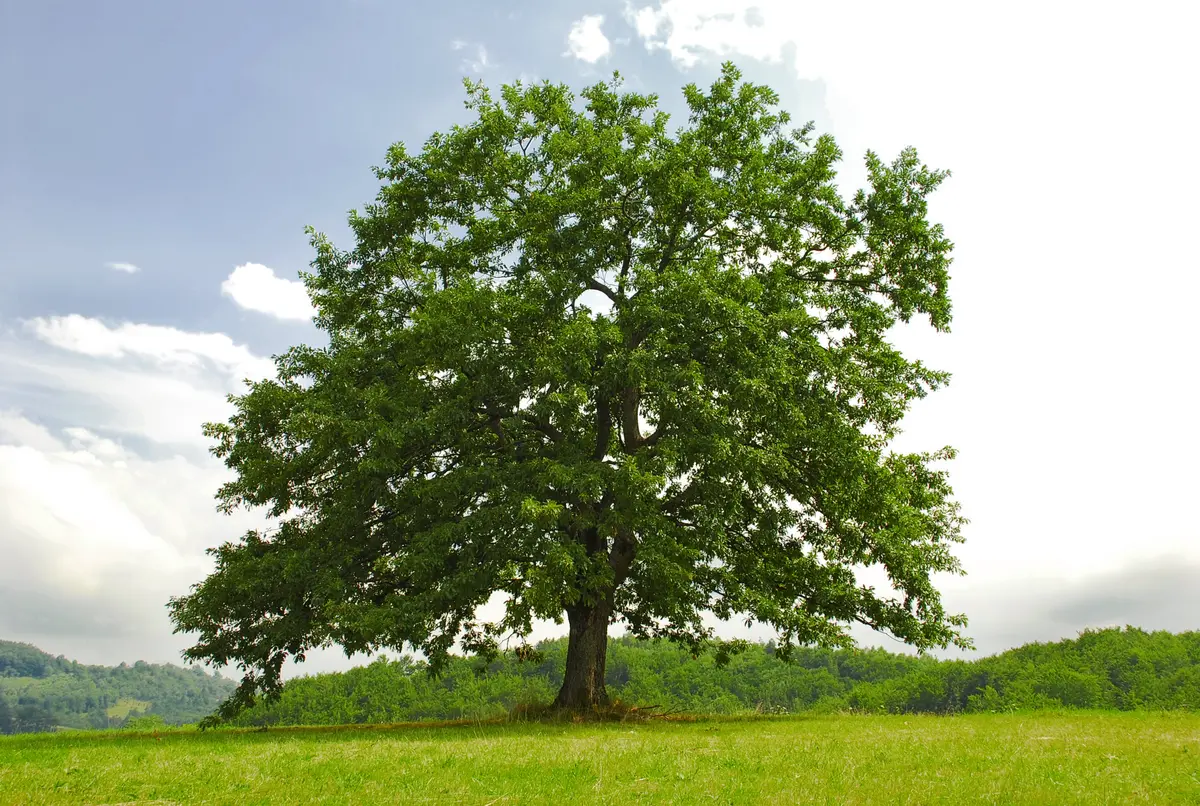 White Oak Tree