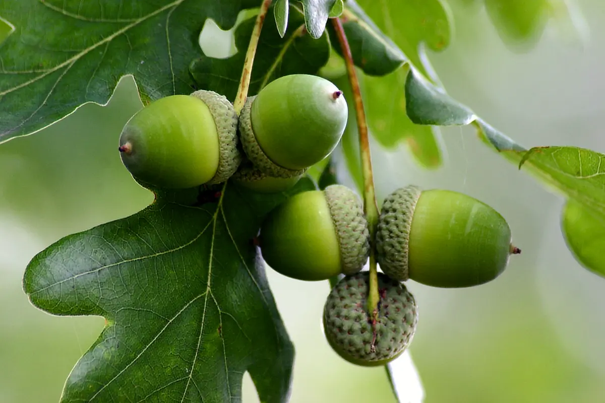 White Oak Tree