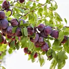Sweet Treat Pluerry Tree