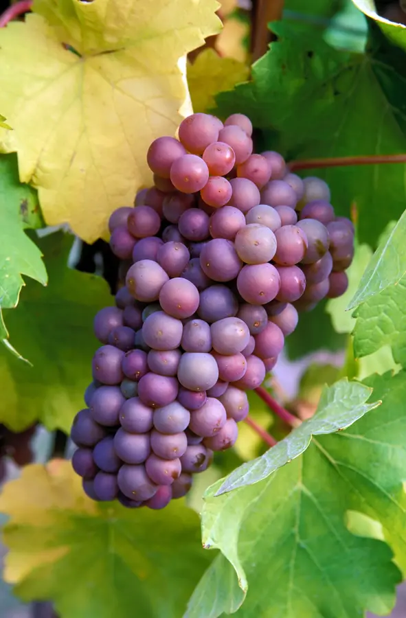 Pinot Gris Grape Vine Pinot Gris Grape Vine