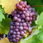 Pinot Gris Grape Vine