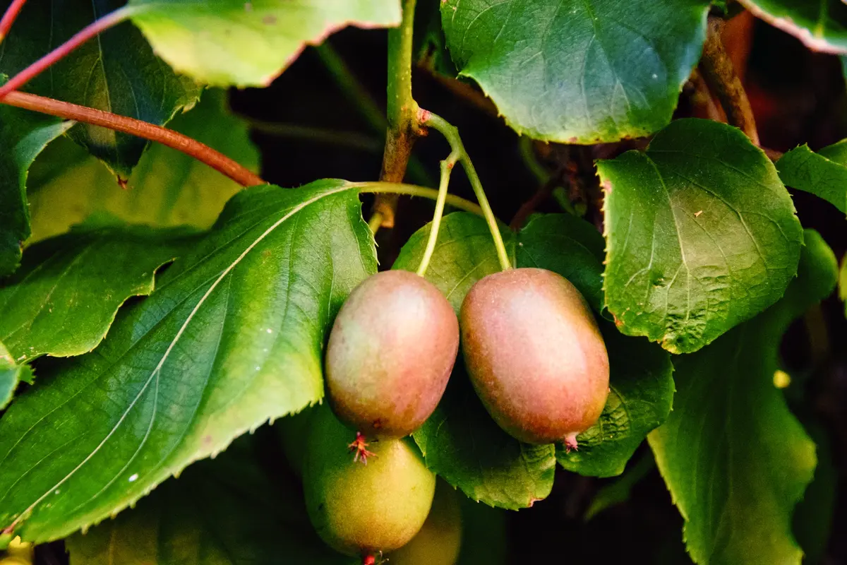 Prolific Kiwi Prolific Kiwi
