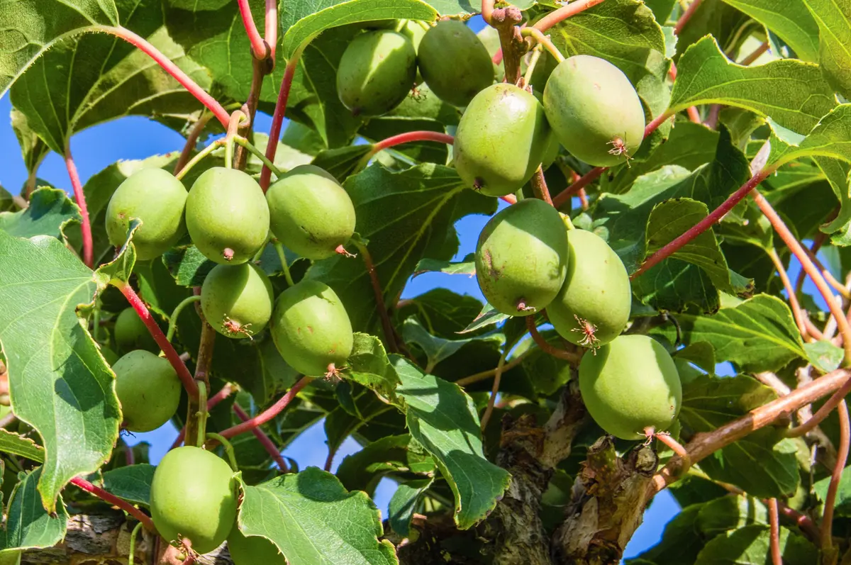Cordifolia Hardy Kiwi Cordifolia Hardy Kiwi