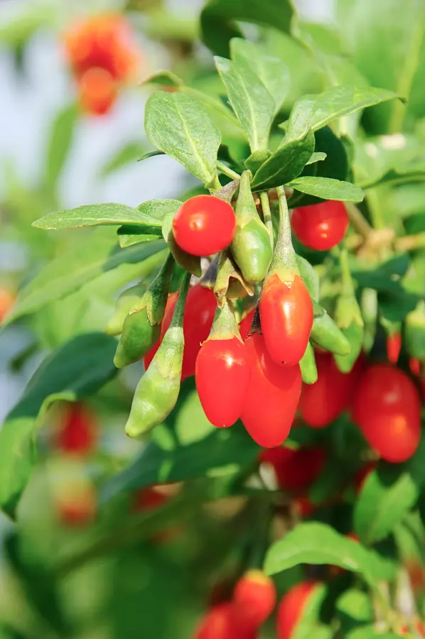 Goji Berry Plant Goji Berry Plant
