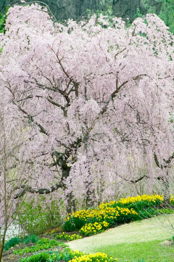 Weeping Snow Fountain Flowering Cherry Weeping Snow Fountain Flowering Cherry