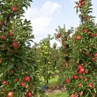 Cortland Apple Tree