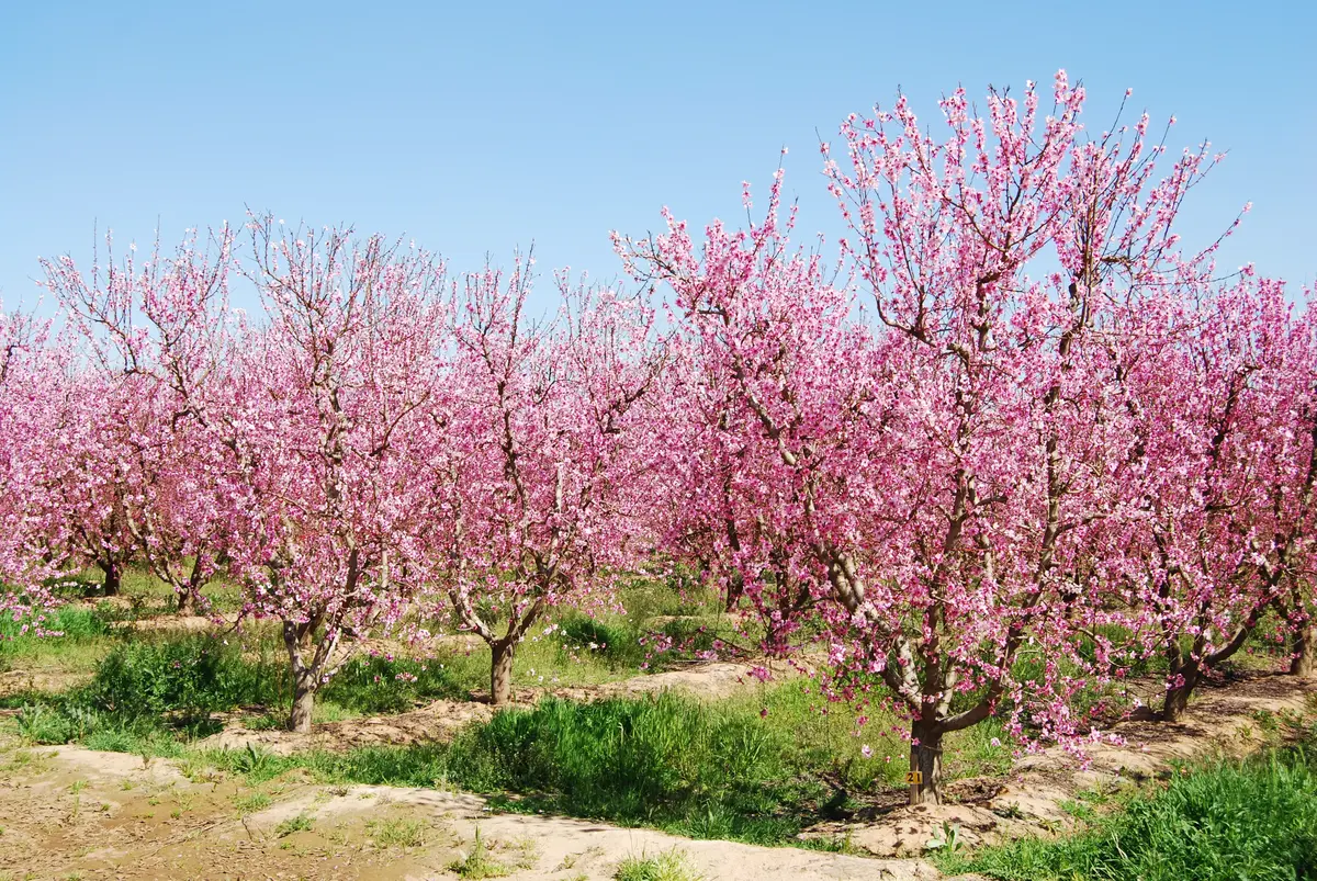 Sam Houston Peach Tree Sam Houston Peach Tree