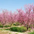 Sam Houston Peach Tree