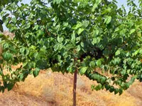 Persian Mulberry Tree