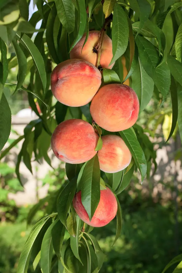 Sam Houston Peach Tree Sam Houston Peach Tree