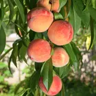 Sam Houston Peach Tree