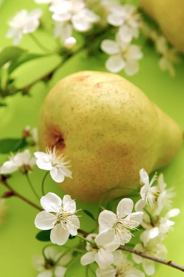 Beurre D'Anjou Pear Beurre D'Anjou Pear