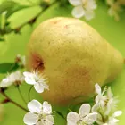 Beurre D'Anjou Pear