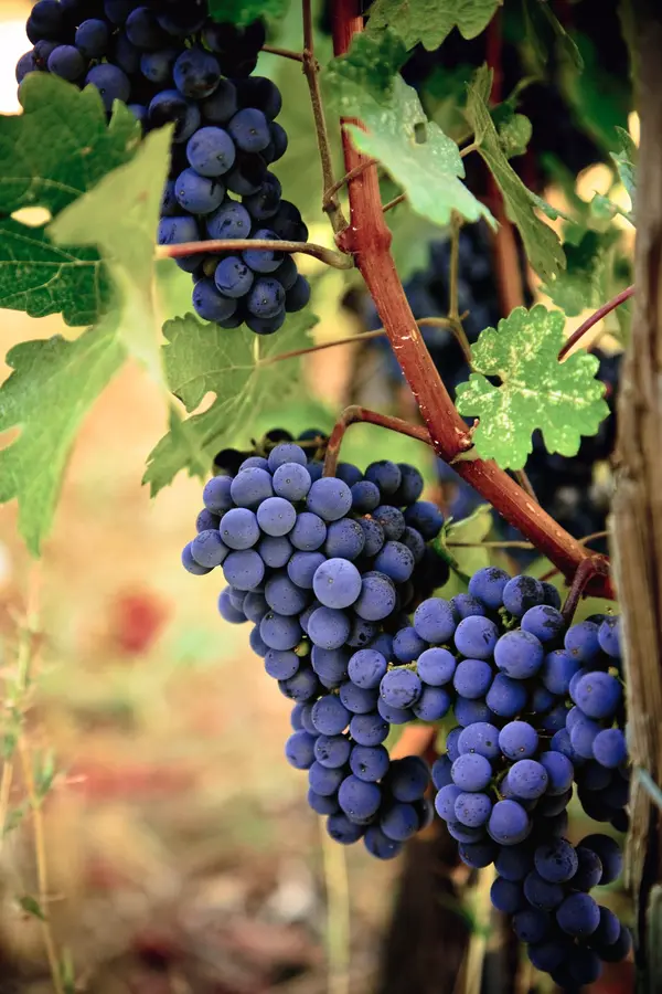 Lomanto Grape Vine Lomanto Grape Vine