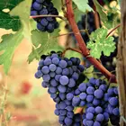 Lomanto Grape Vine