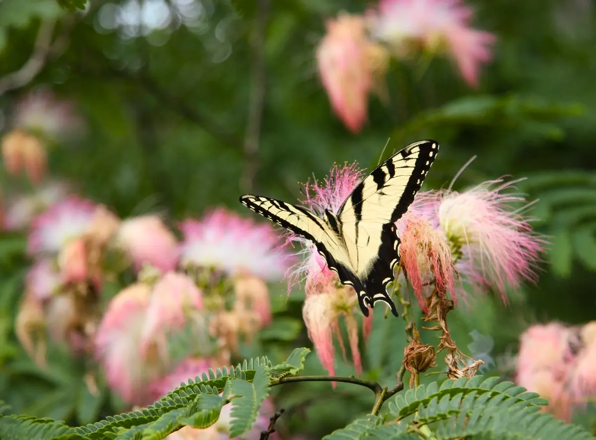Mimosa Silk Tree Mimosa Silk Tree
