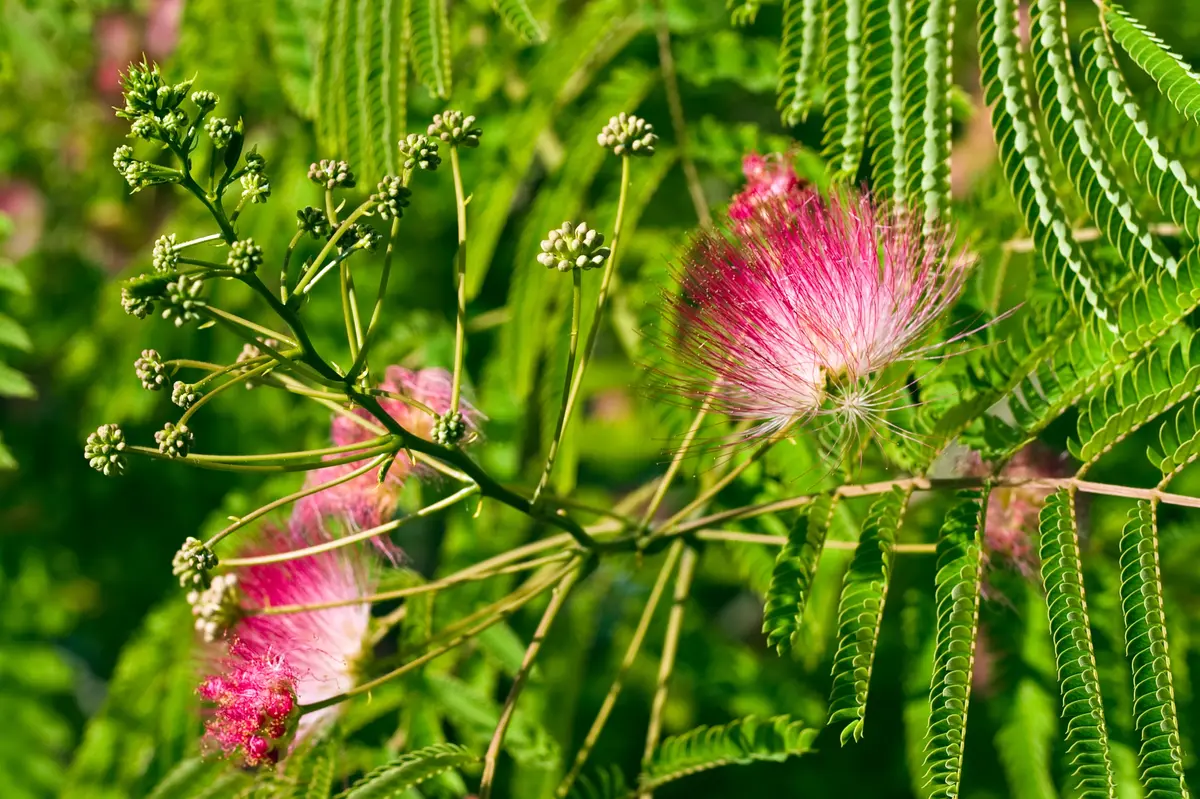 Flame Mimosa Flame Mimosa