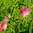 Flame Mimosa