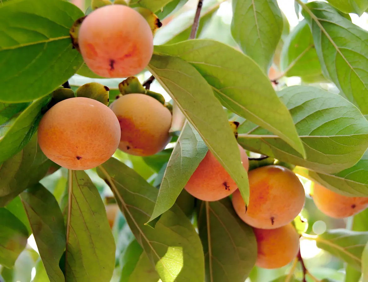 Izu Persimmon Tree Izu Persimmon Tree