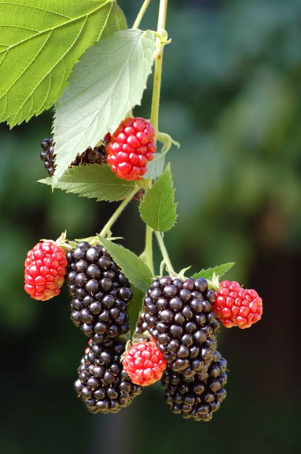 Natchez Thornless Blackberry Plant