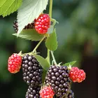 Natchez Thornless Blackberry Plant
