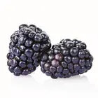Natchez Thornless Blackberry Plant