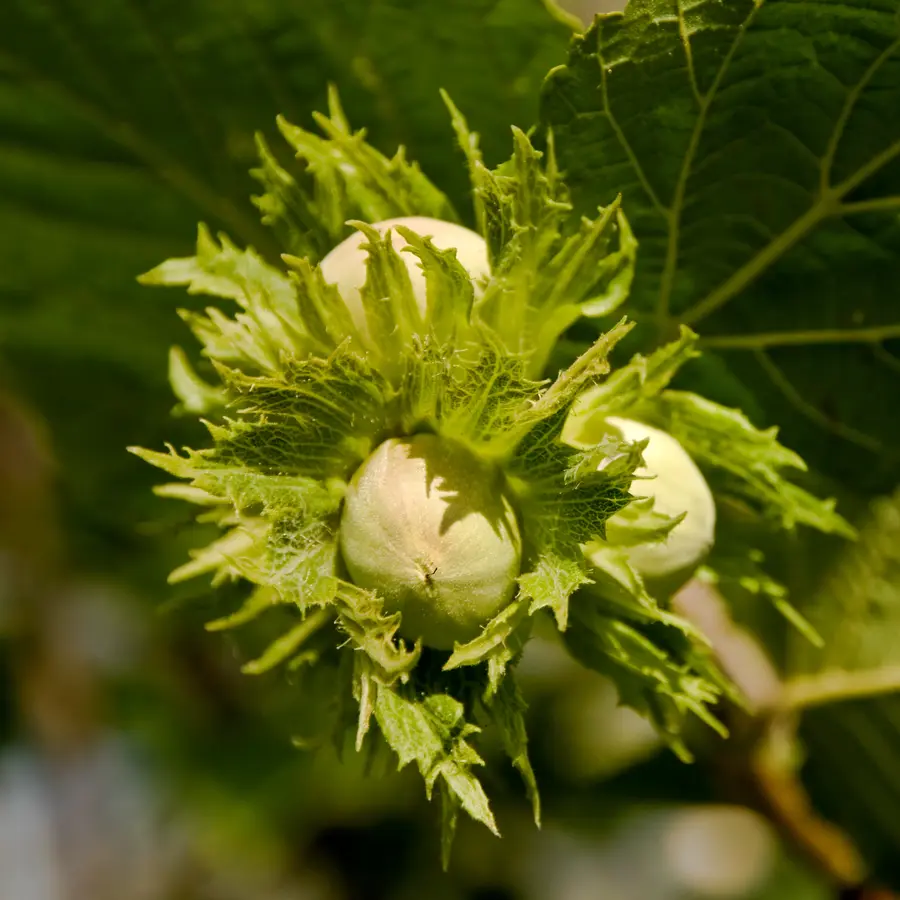 Jefferson Hazelnut Tree Jefferson Hazelnut Tree