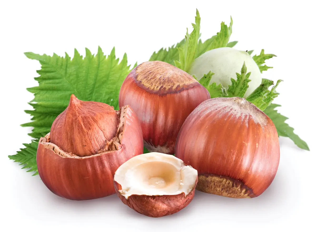 Yamhill Hazelnut Yamhill Hazelnut