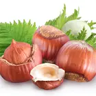 Yamhill Hazelnut