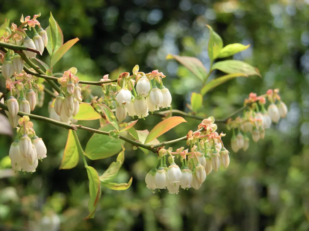 Bluecrop Northern Highbush Blueberry Plant