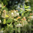 Bluecrop Northern Highbush Blueberry Plant