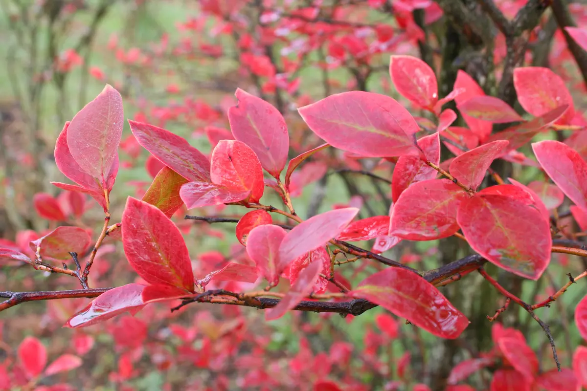 Reka Northern Highbush Blueberry Plant Reka Northern Highbush Blueberry Plant