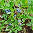 Rubel Northern Highbush Blueberry Plant