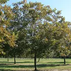 Osage Pecan Tree