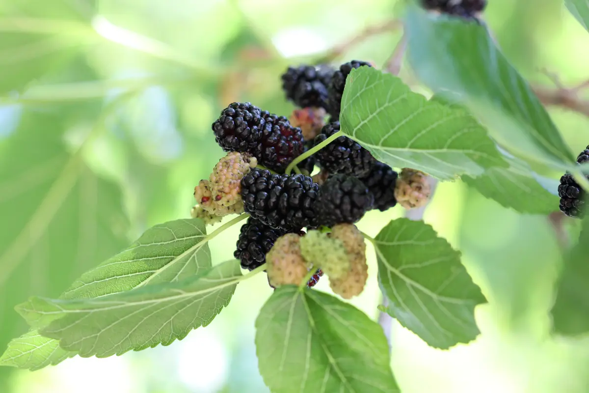 Teas Weeping Fruiting Mulberry Tree