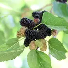 Teas Weeping Fruiting Mulberry Tree