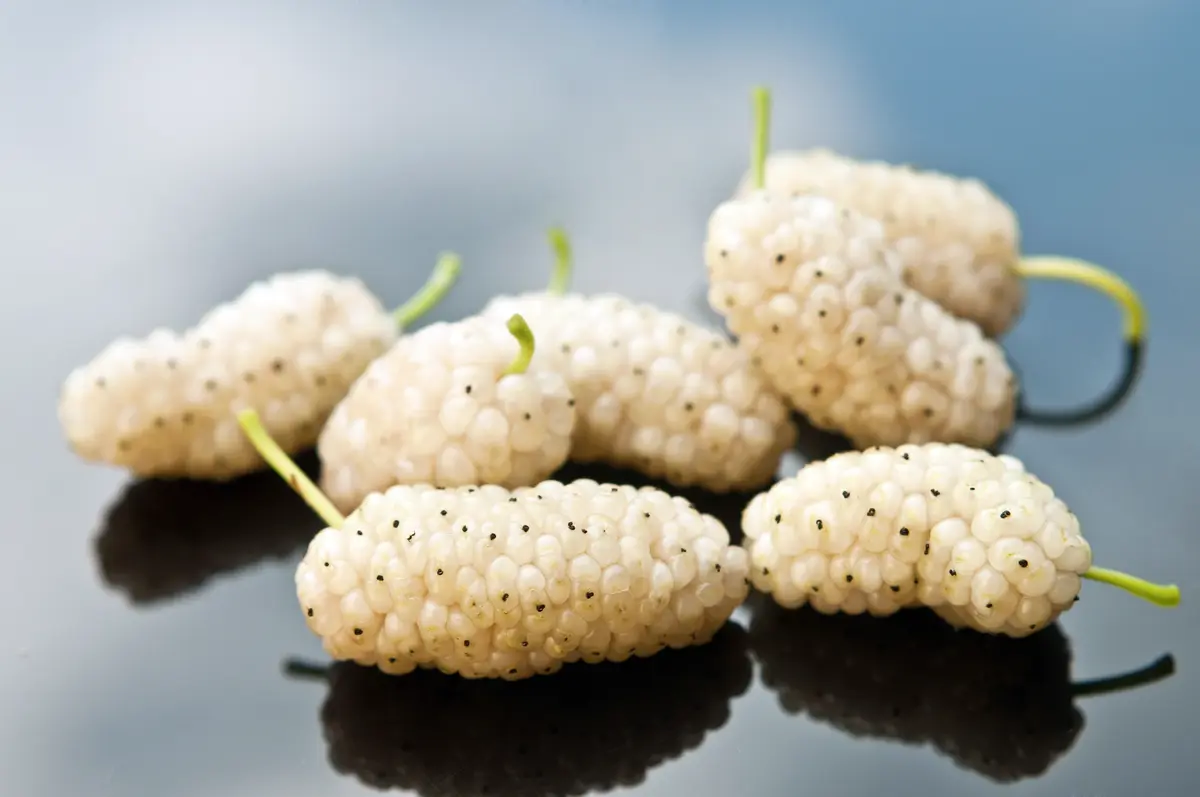 White Mulberry Tree